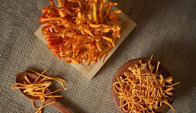 Rượu đông trùng hạ thảo ngâm và dùng sao cho đúng?